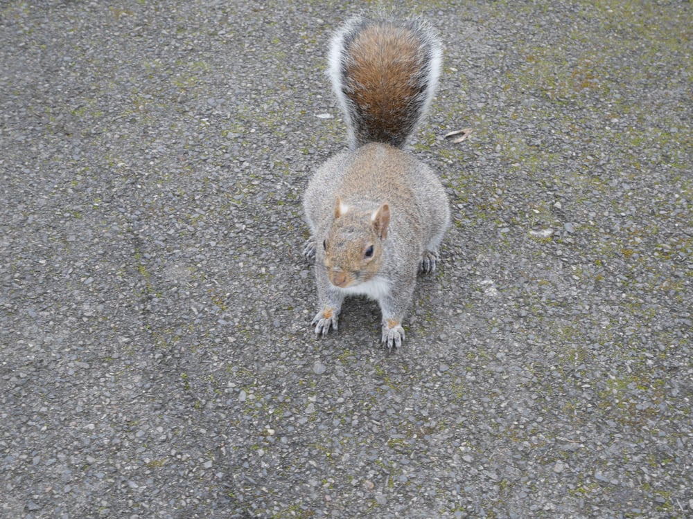 Wandsworth wildlife