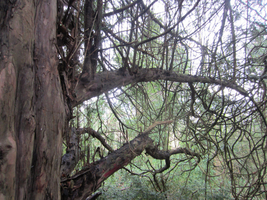 Amazing trees on Box Hill