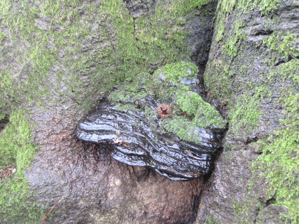Polypore mushrooms