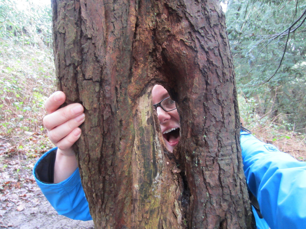 Holy tree