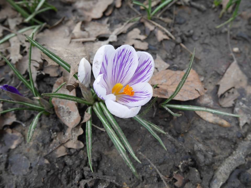 Capital ring more crocuses