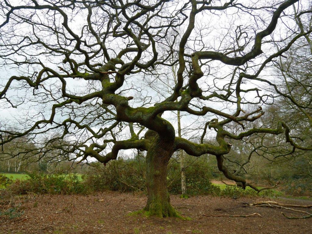 There are some amazing trees!