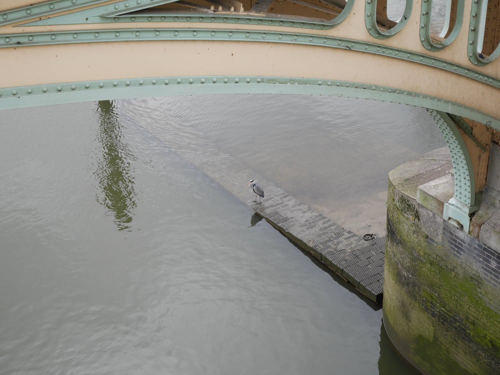 Heron near Richmond Lock