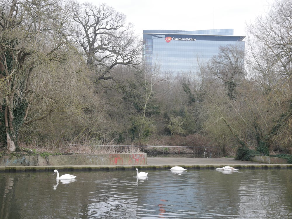Gsk and swans!