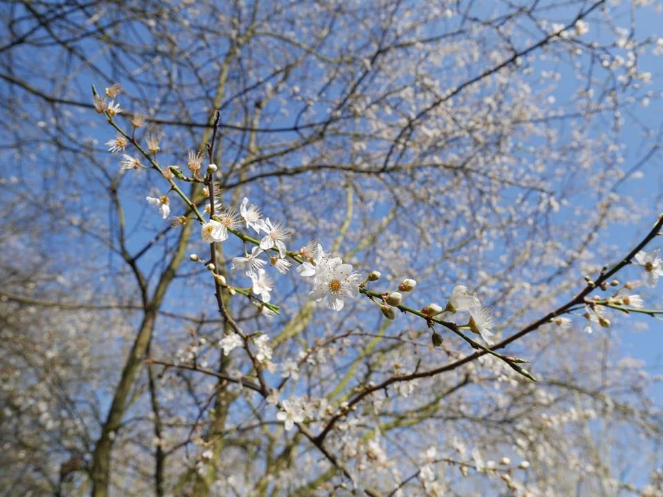 Spring! (boing!)