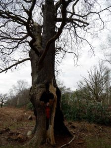 Me inside a tree