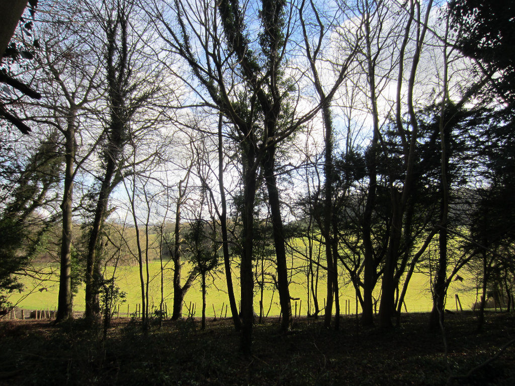 Pretty greenery through the trees