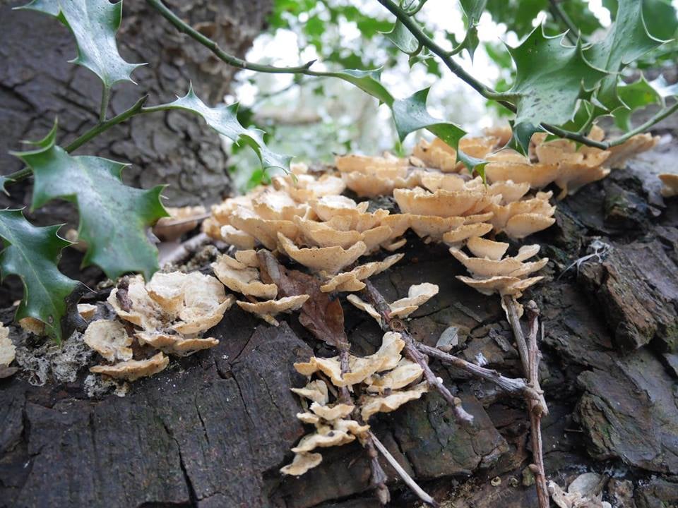 Amazing mushrooms