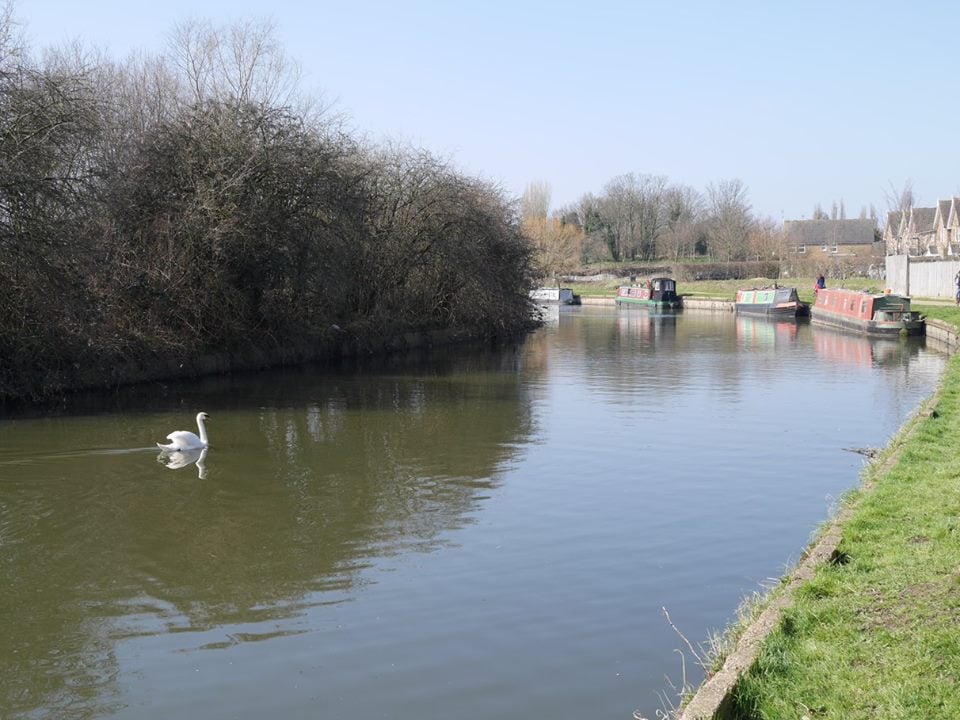 Swans on the Grand Union Canal