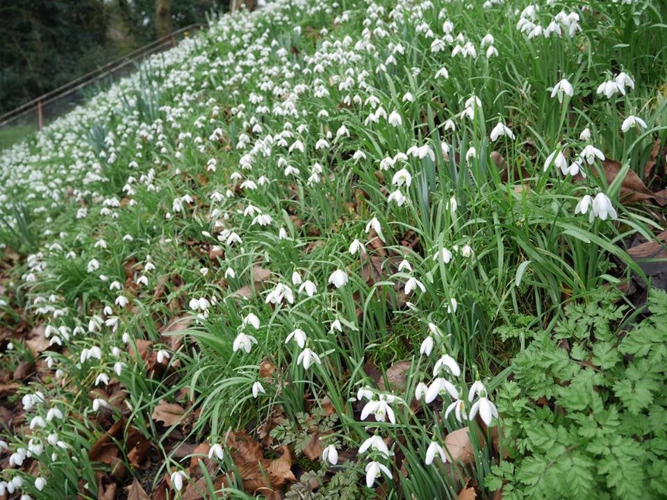 Capital ring - snowdrops