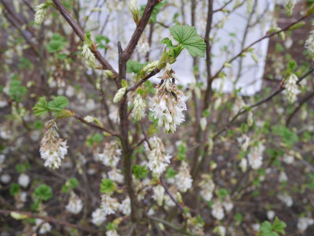 pretty flowers even in winter