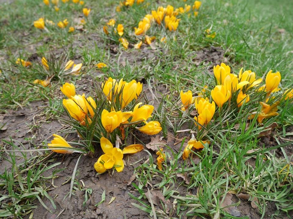 Capital ring - crocus
