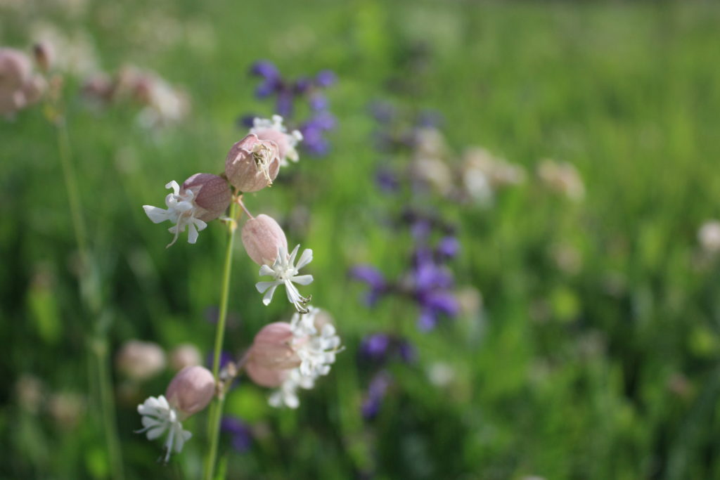 I have no idea what these pretty bell-like flowers are