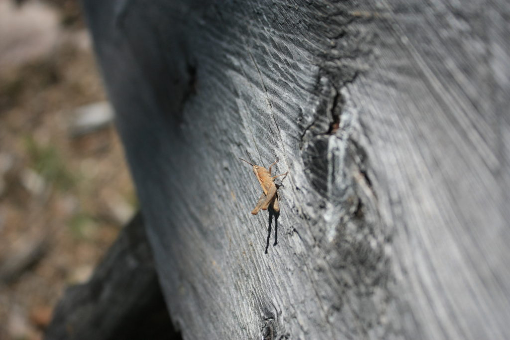 Grasshopper