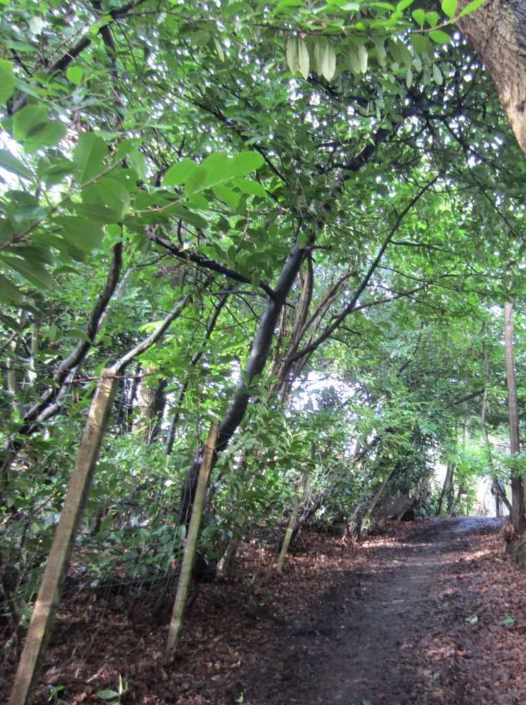 Lush woods, even in winter