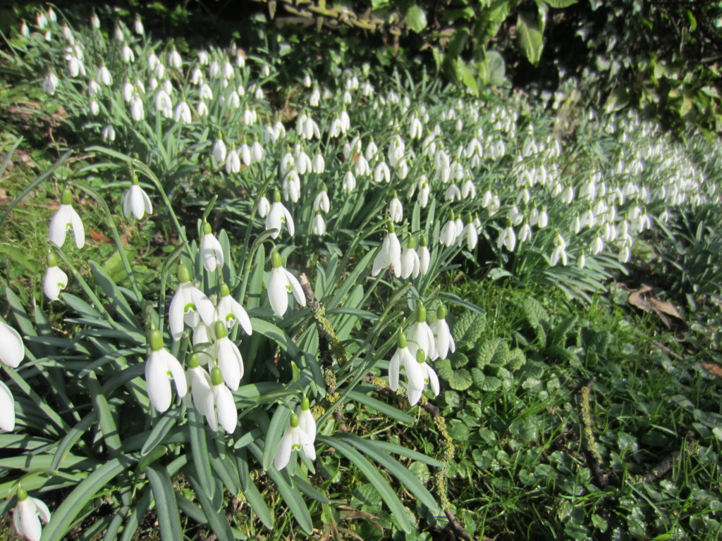 So many snowdrops