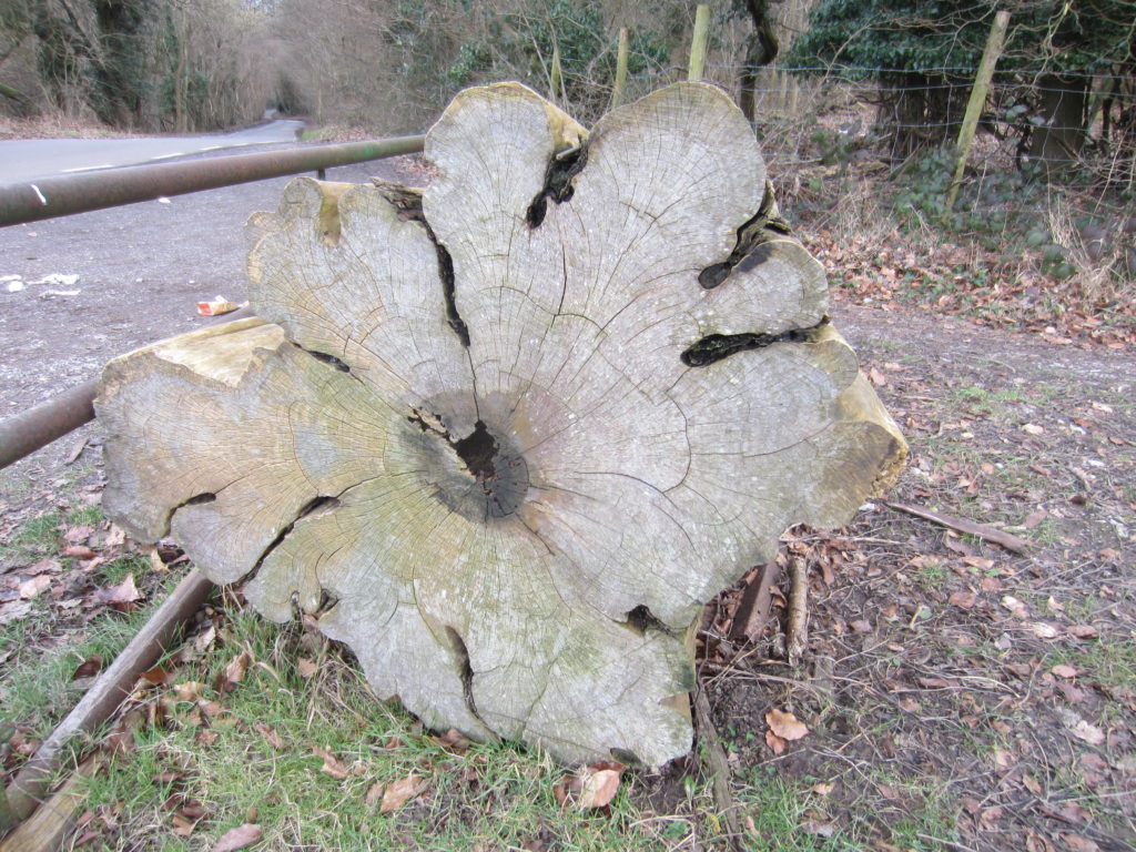 This log would be good for funky-shaped coffee tables