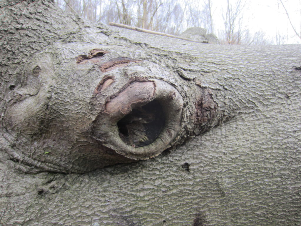 Tree screaming