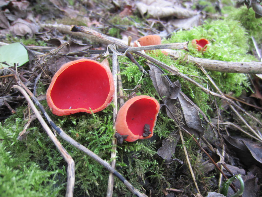 Amazing mushrooms