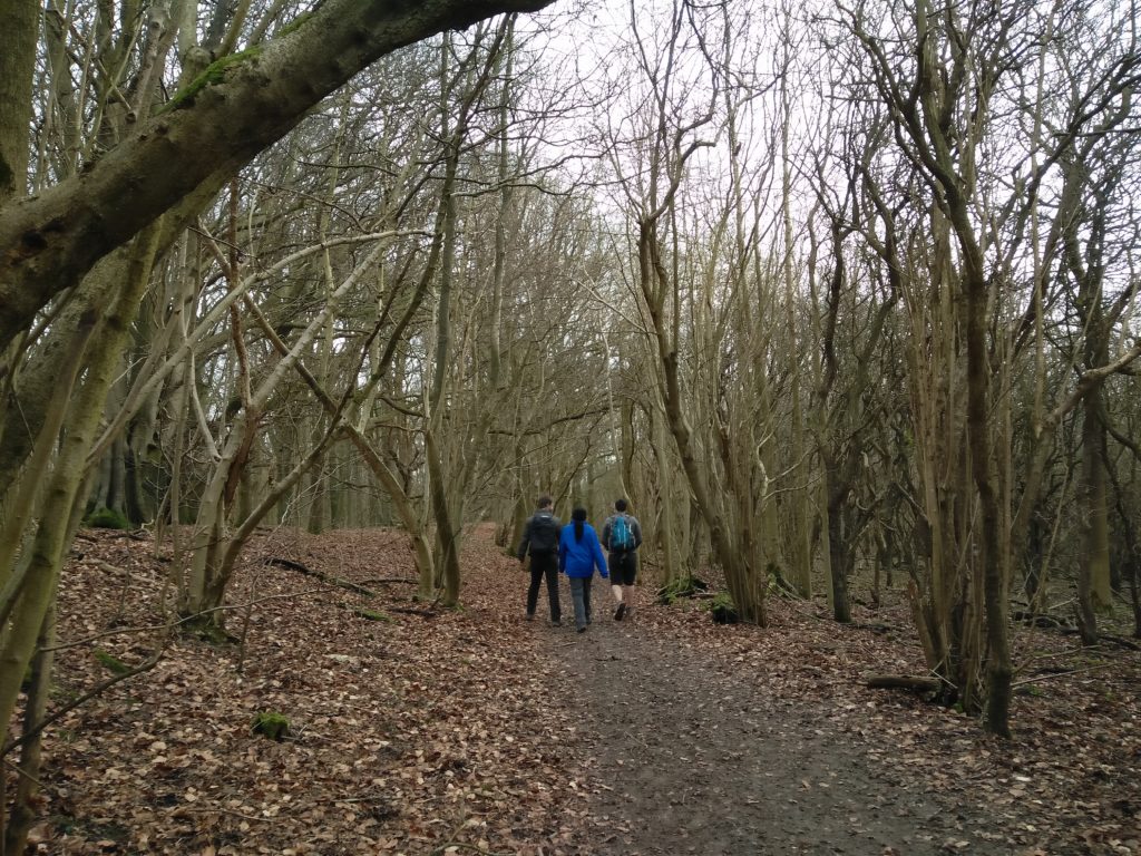 Wonky curly tree walk