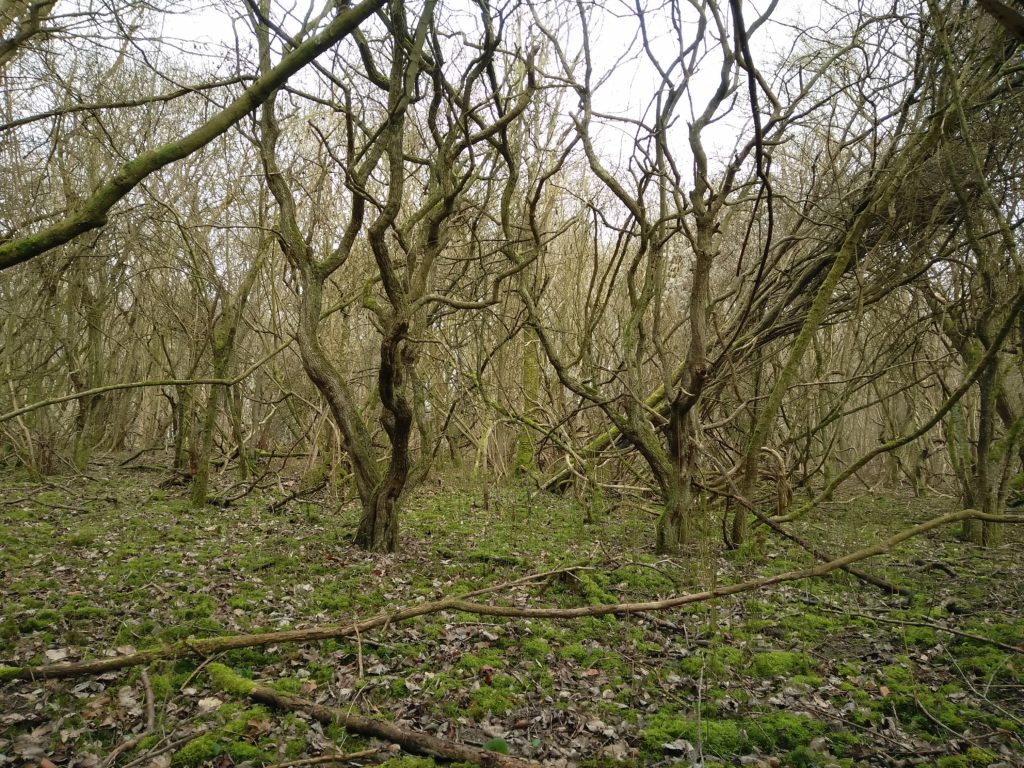 Wonky curly trees