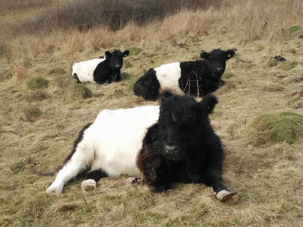 Hello fluffy cows!