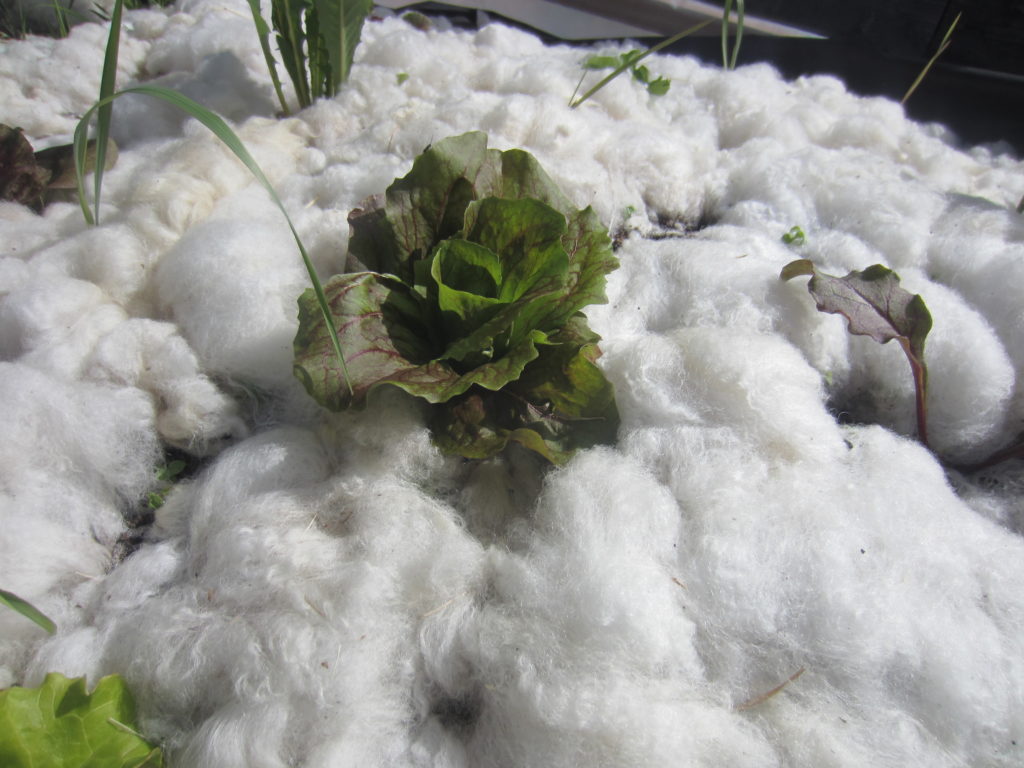 Lettuce protected by wool!?