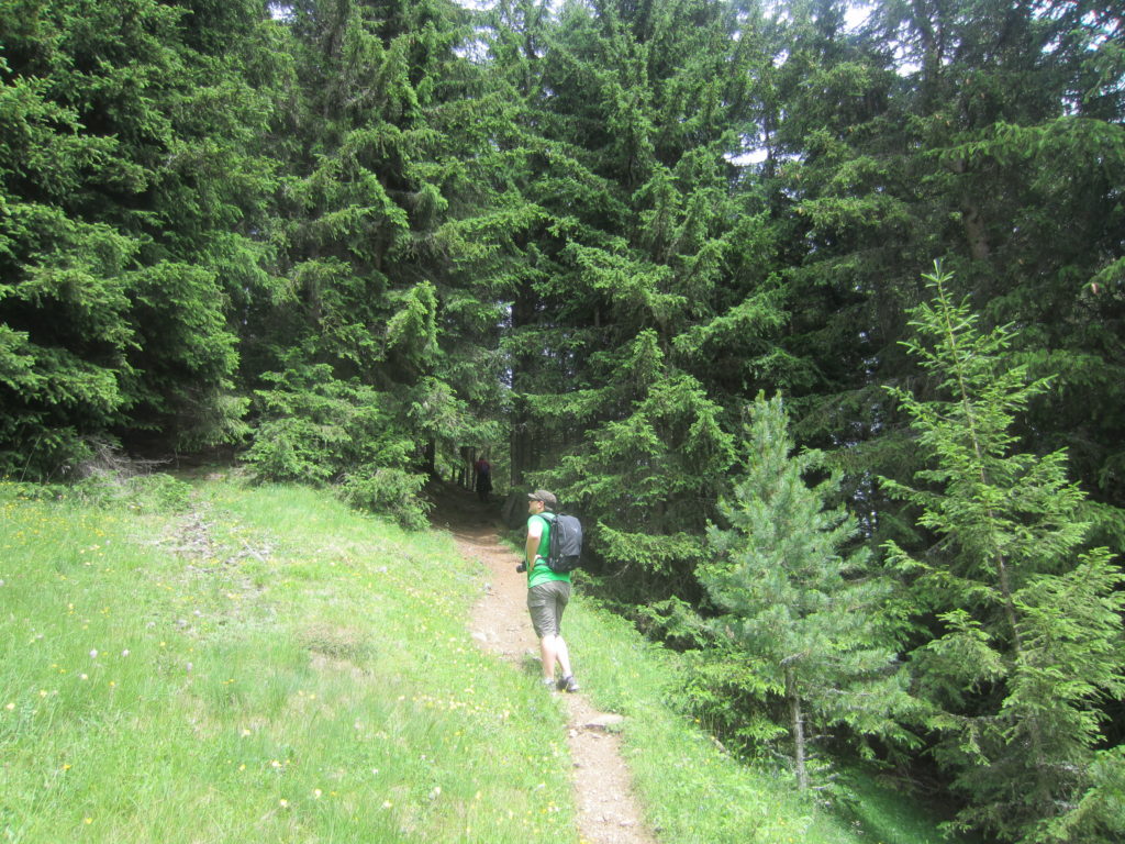 Teeny paths through the trees