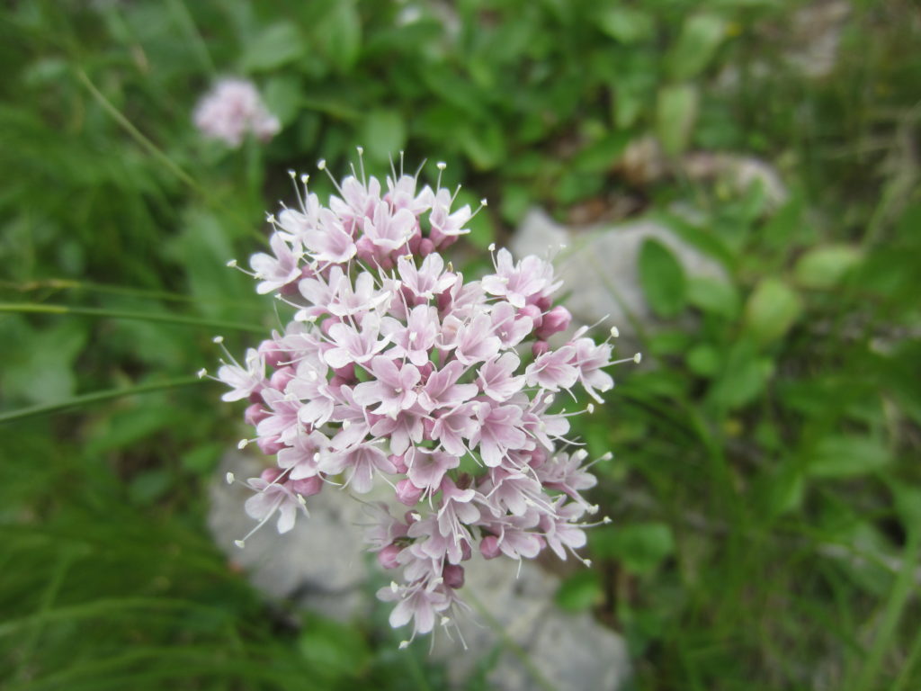 There are sooo many wild flowers