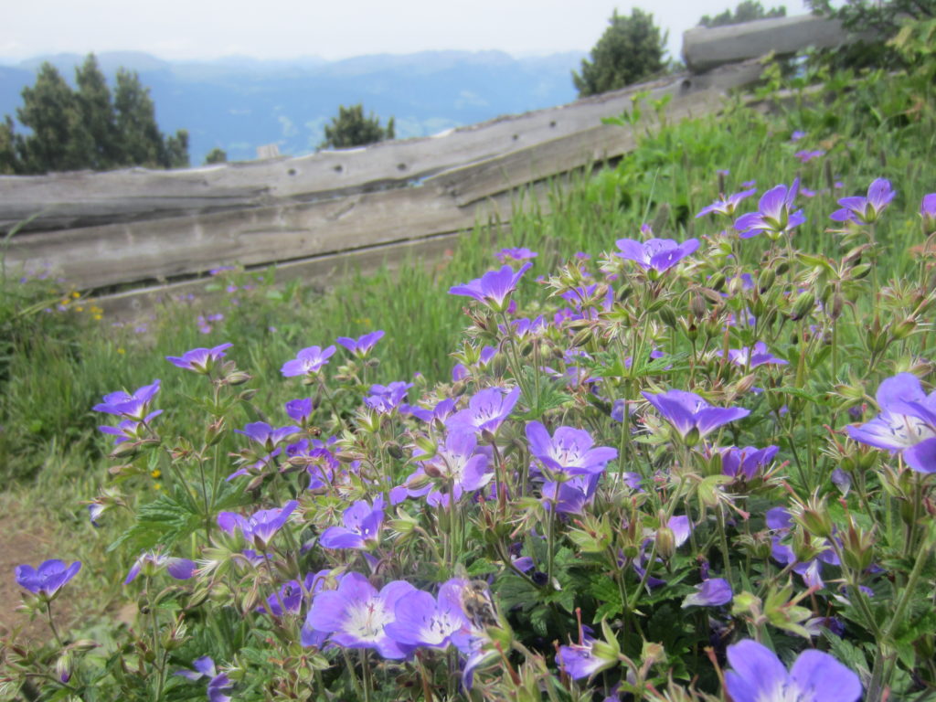 Pretty purple flowers near the Gollerspitz bench
