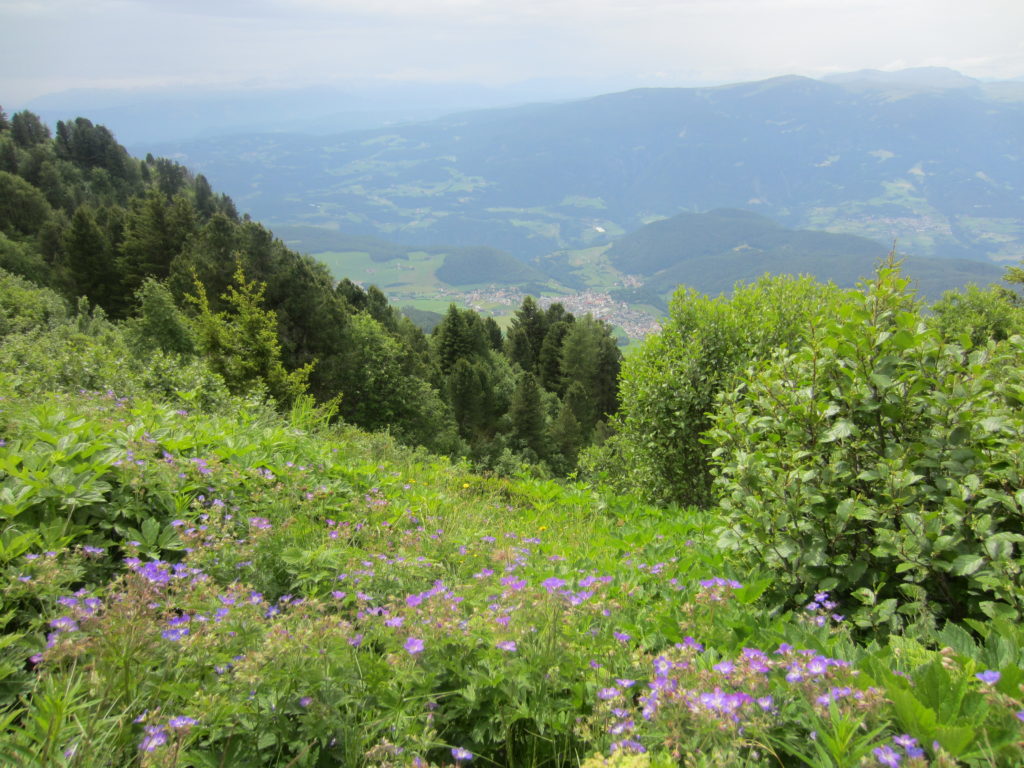 Wild flowers and gorgeous views