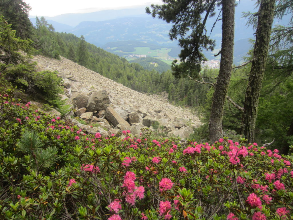 Pretty rhododendrons