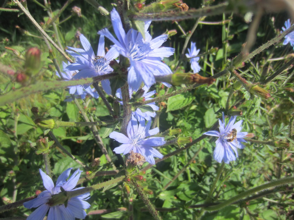 Flowers full of bees