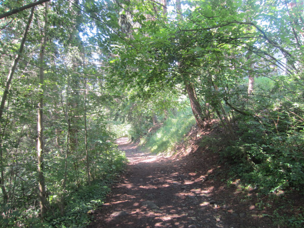 Pretty forest paths