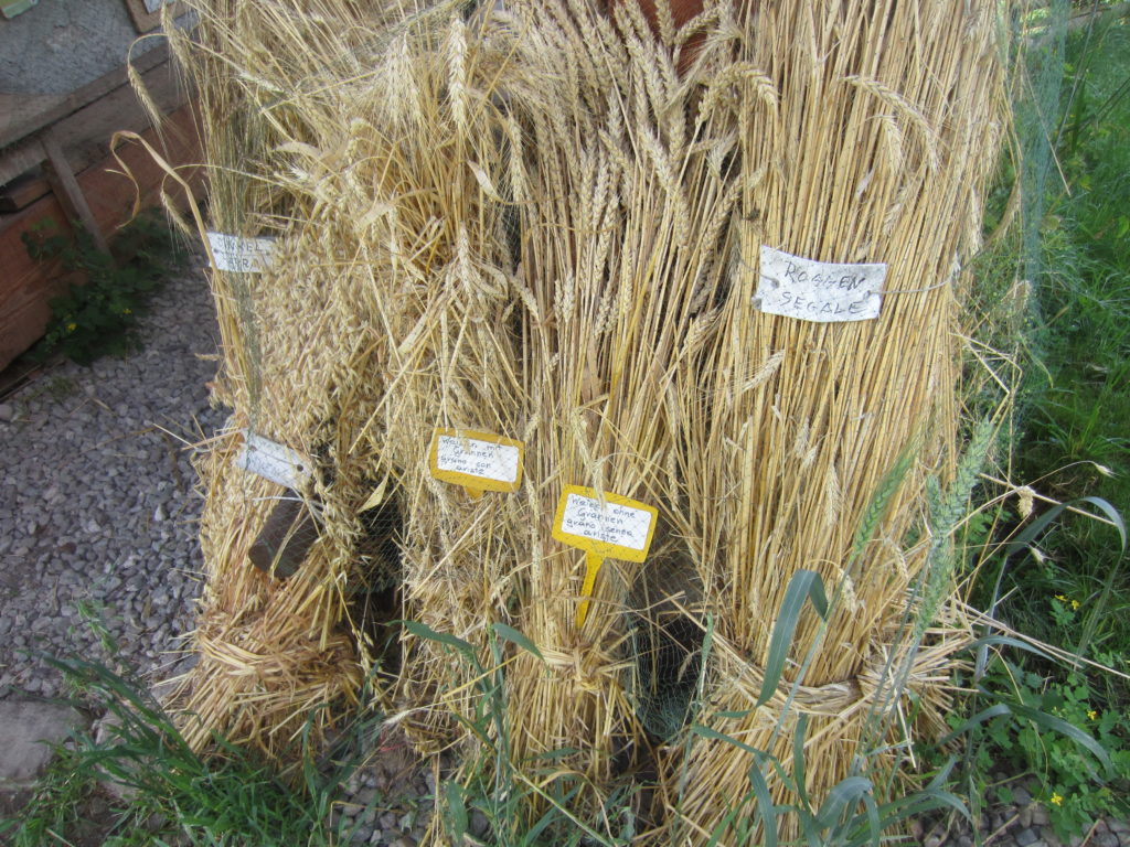 What kind of grain would you like?