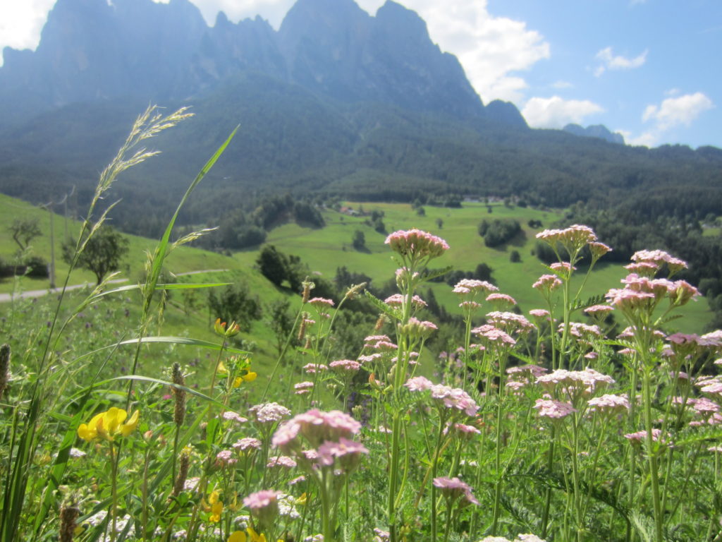 More wild flowers