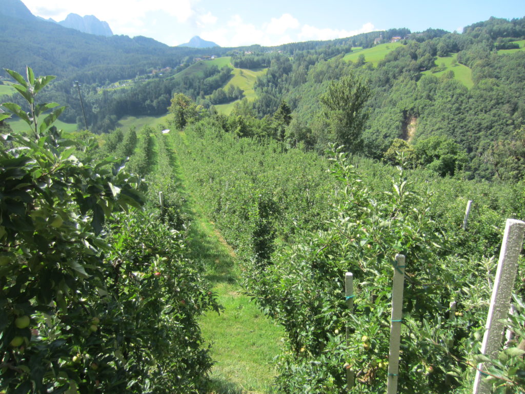 So many apples