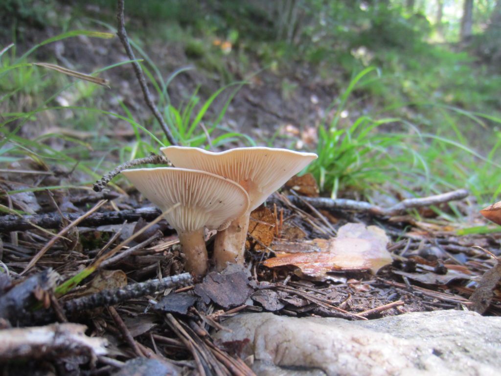 Mushrooms