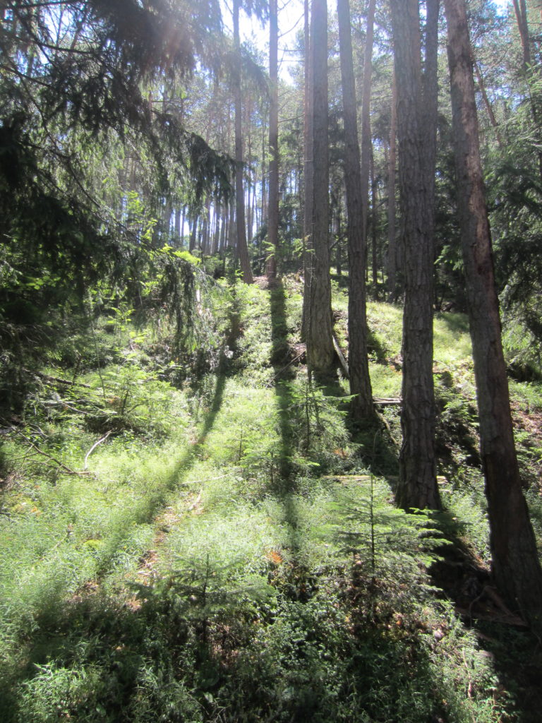 Tree shadows