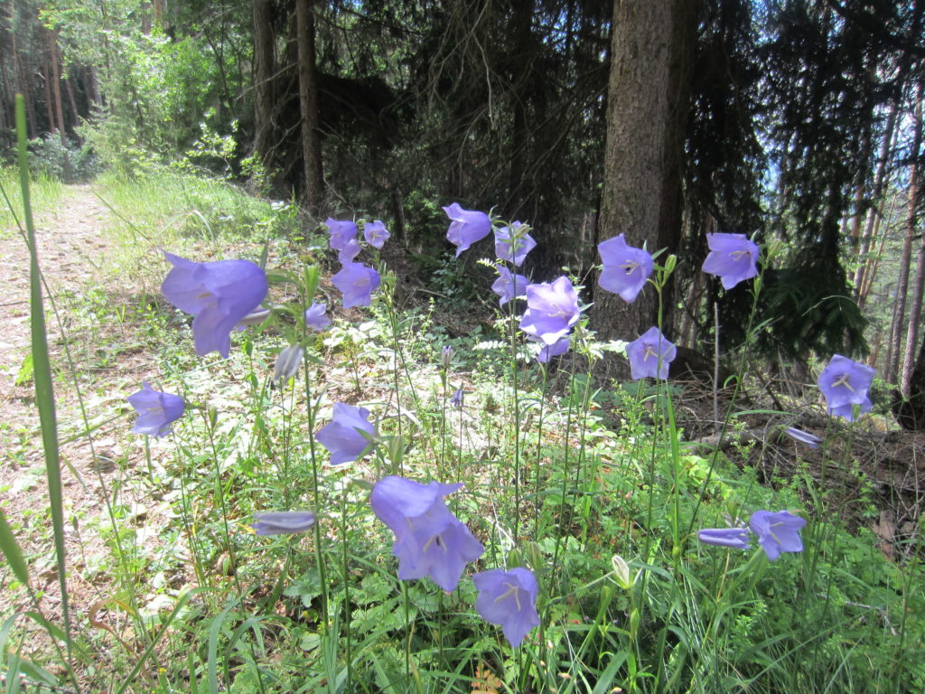 How gorgeous are these bell-like flowers!?