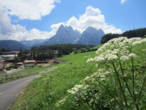 Bees, cow parsley and Schlern/Sciliar