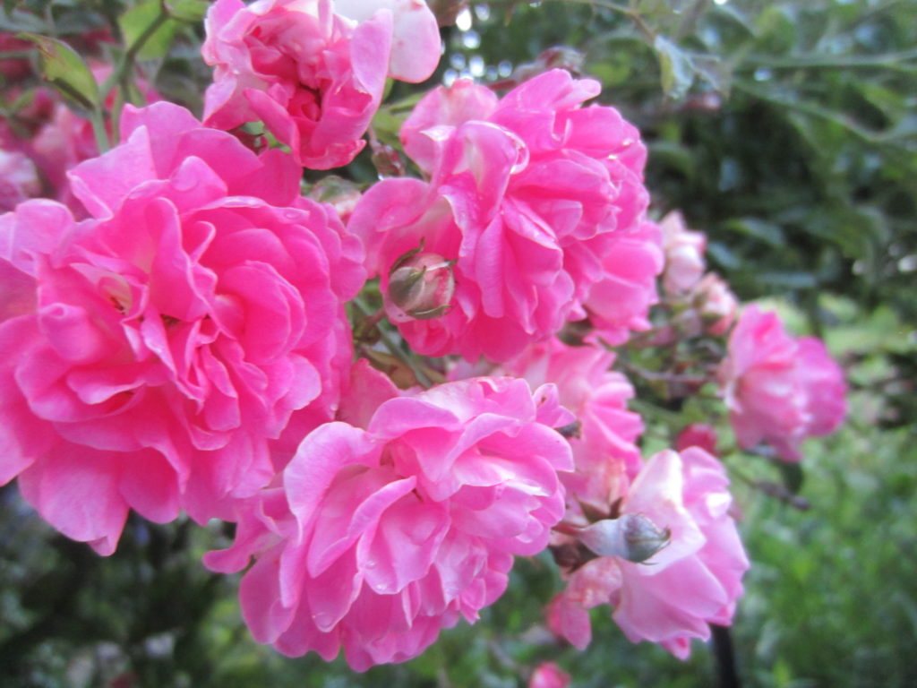 Pretty roses