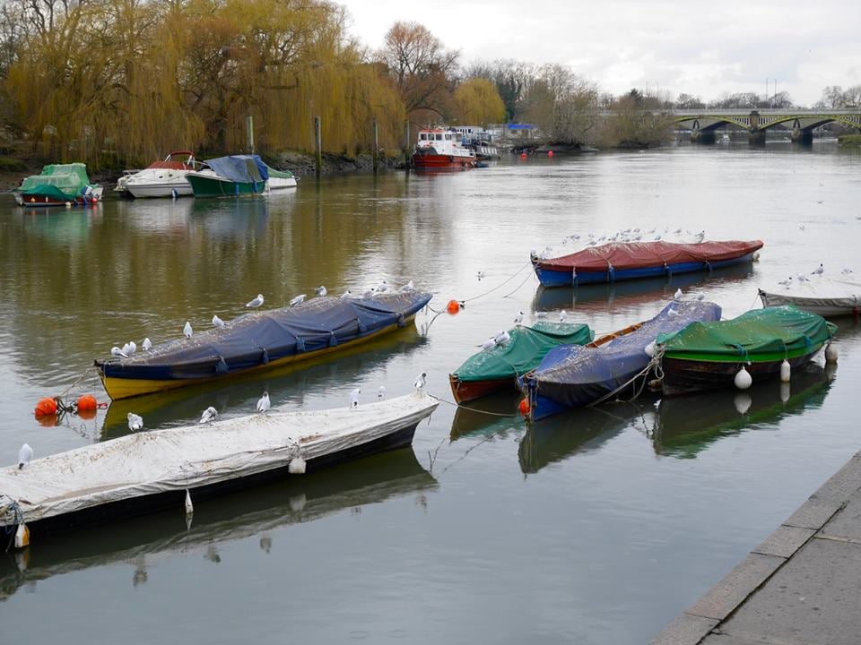 Boats and pigeons