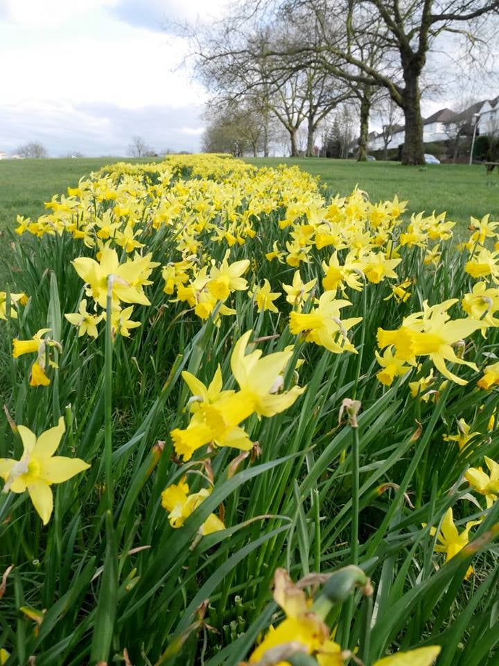 Lines of daffodils in Upper Norwood