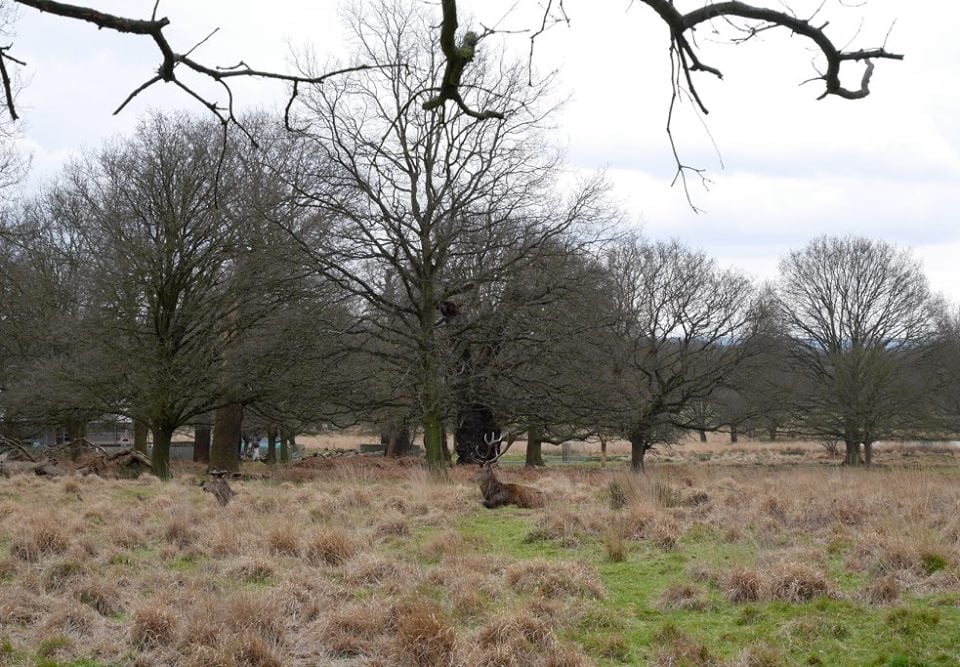 Can you see the deer?