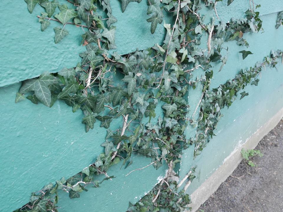 Ivy near the allotments