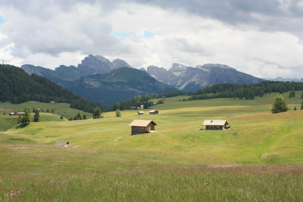 Gorgeous alpine fields full of flowers