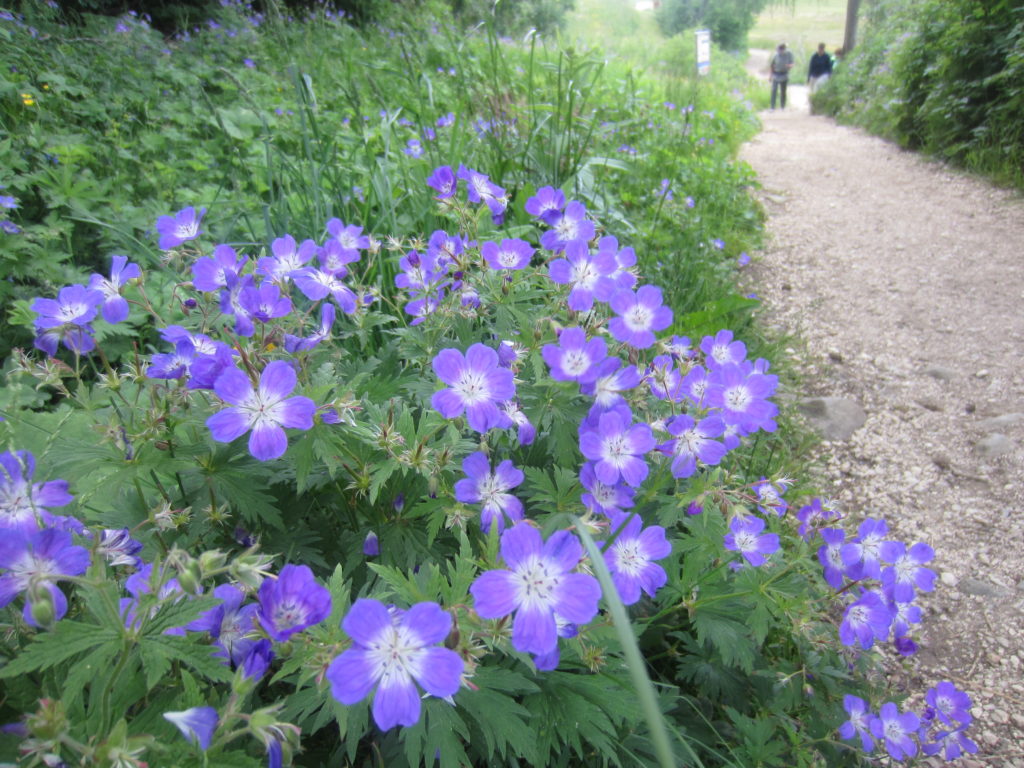 More pretty flowers