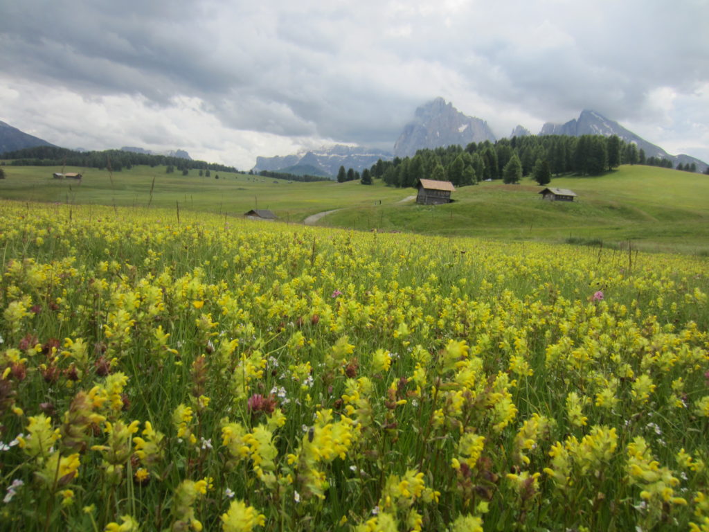 Yellow flowery meadows