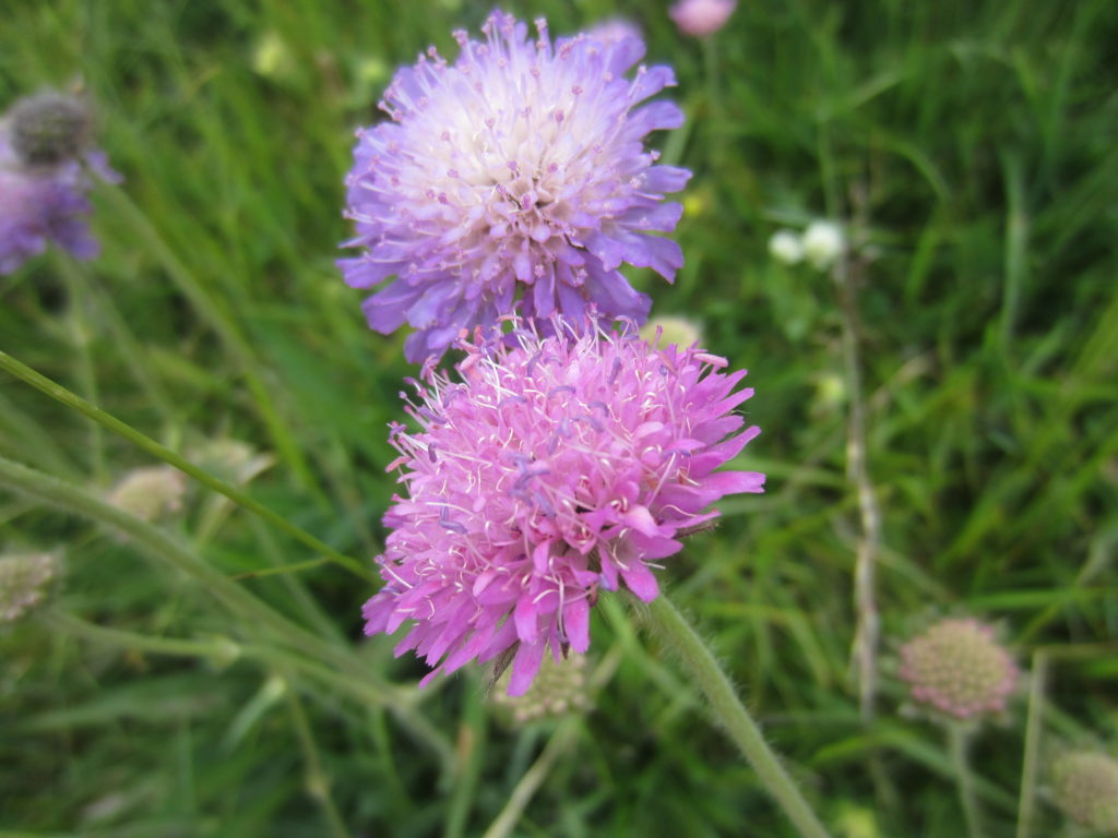 Lovely grasslands